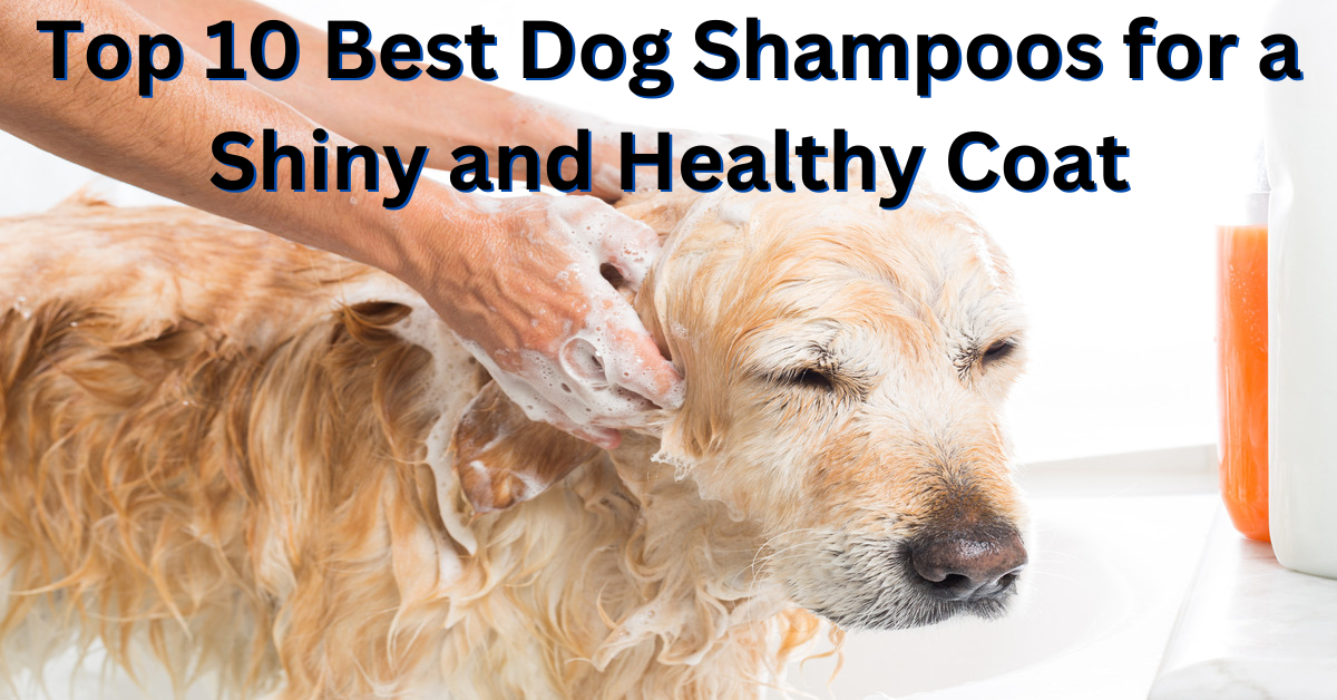 best dog shampoos